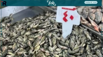 أسعار الأسماك في دمياط اليوم تبدأ من 40 جنيهًا والسردين يتصدر المبيعات